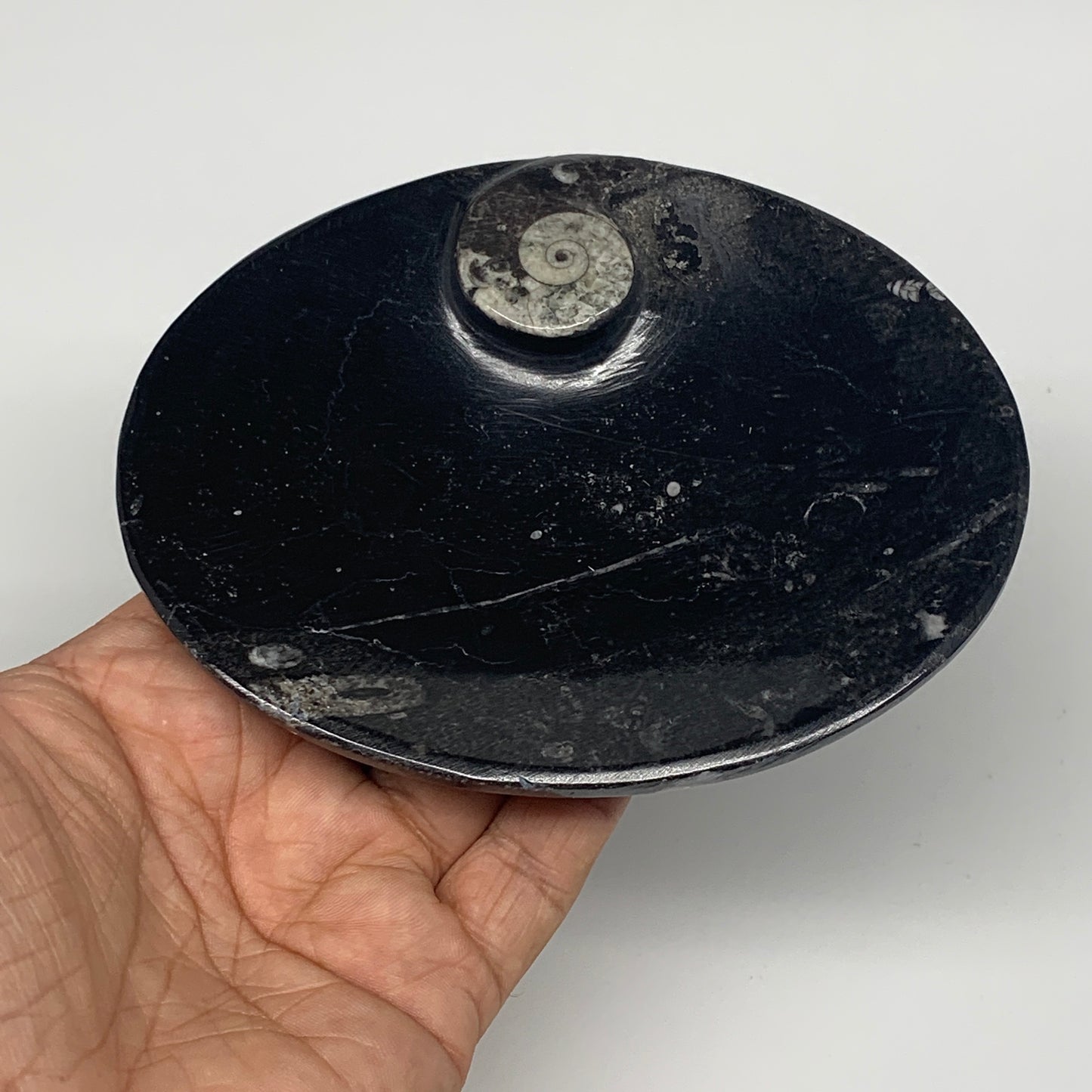 734g, 4pcs, 4.7"x3.8" Small Fossils Ammonite Orthoceras Bowl Oval Ring,B8862