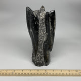 1385g, 7.5"x3.7"x2.8" Black Fossils Orthoceras Sculpture Tower @Morocco, B23442