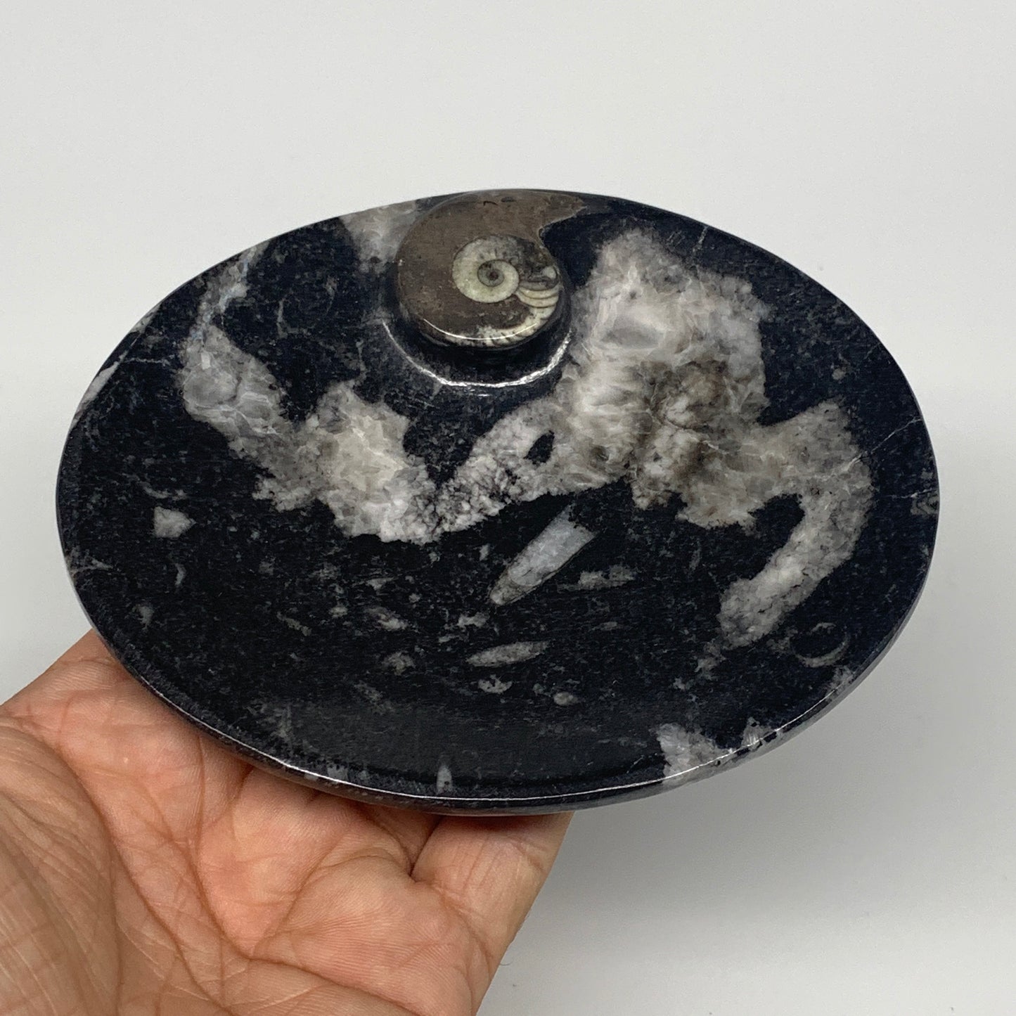 734g, 4pcs, 4.7"x3.8" Small Fossils Ammonite Orthoceras Bowl Oval Ring,B8862