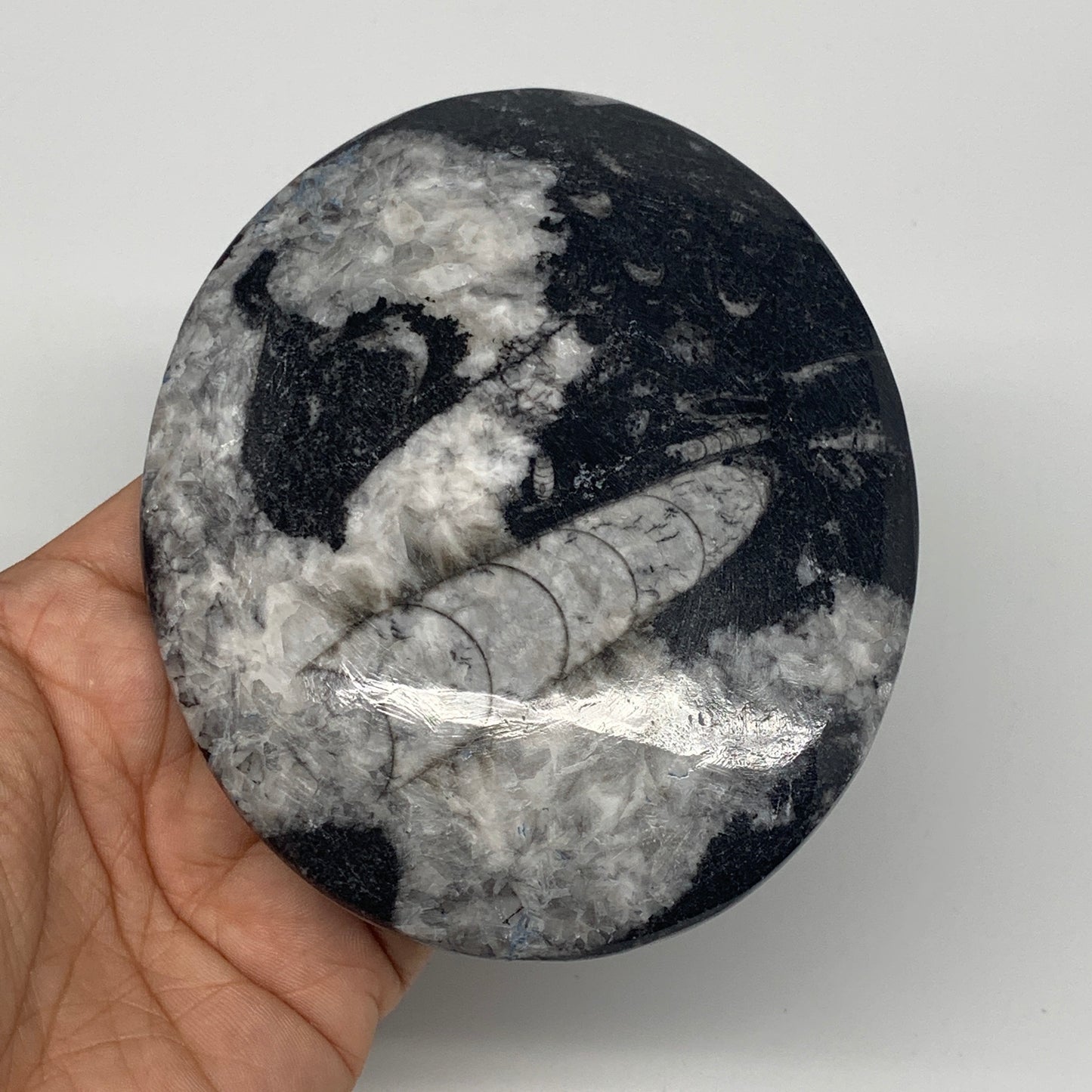 734g, 4pcs, 4.7"x3.8" Small Fossils Ammonite Orthoceras Bowl Oval Ring,B8862