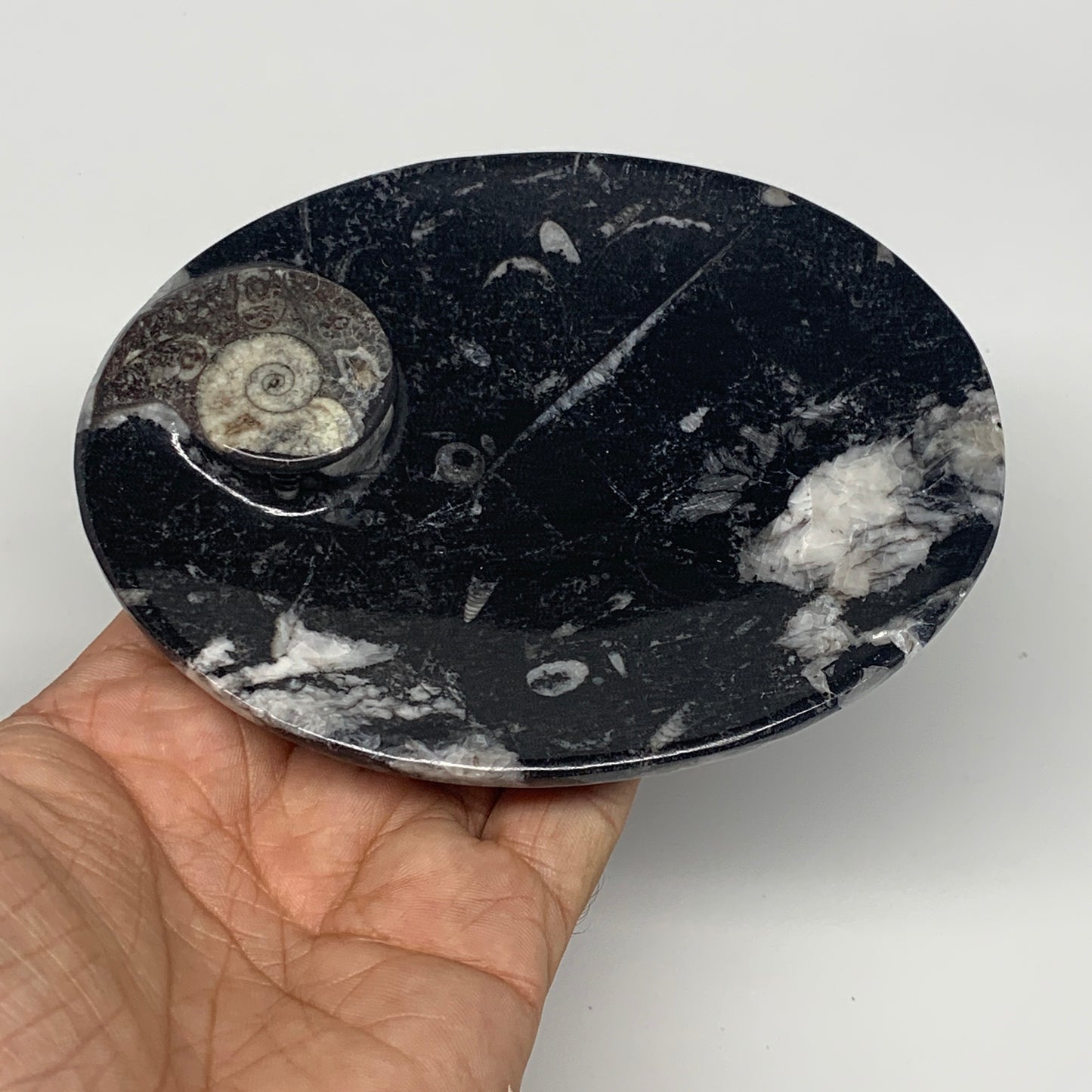 734g, 4pcs, 4.7"x3.8" Small Fossils Ammonite Orthoceras Bowl Oval Ring,B8862