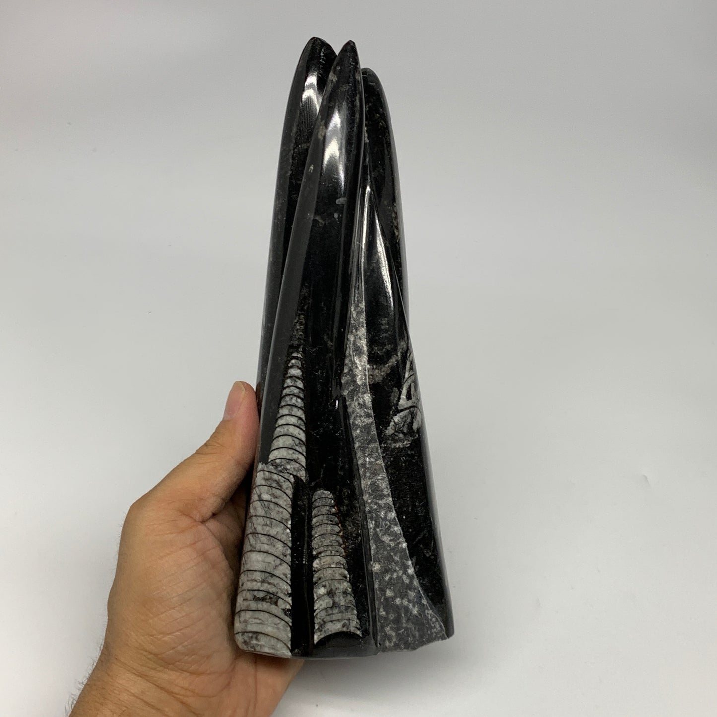 1050g, 7.8"x3.1"x2.5" Black Fossils Orthoceras Sculpture Tower @Morocco, B23444