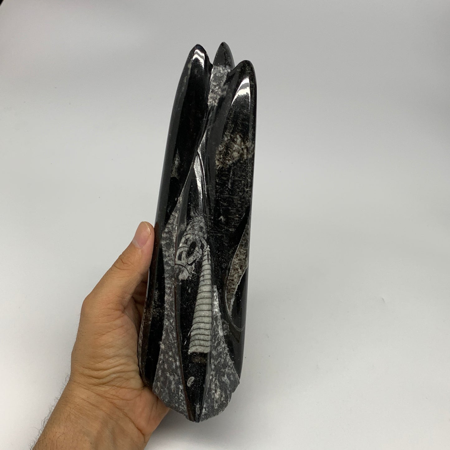 1050g, 7.8"x3.1"x2.5" Black Fossils Orthoceras Sculpture Tower @Morocco, B23444