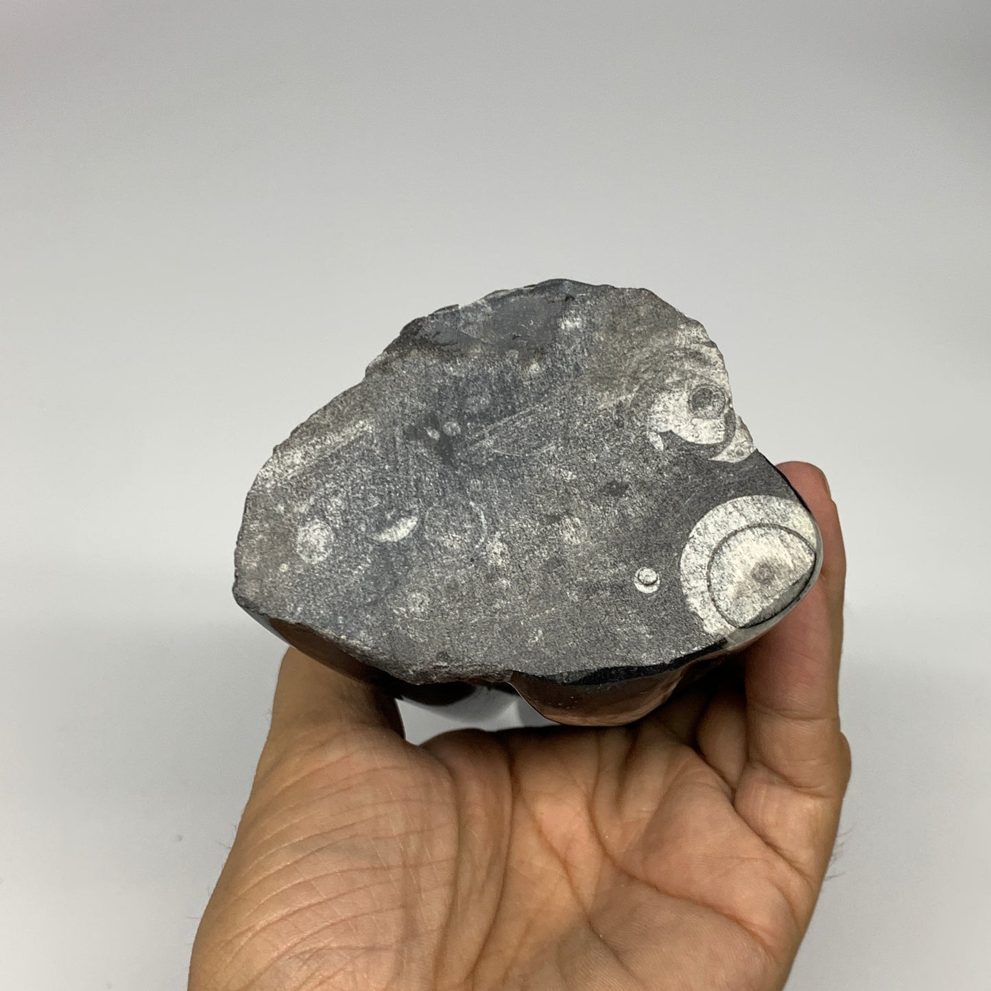 1050g, 7.8"x3.1"x2.5" Black Fossils Orthoceras Sculpture Tower @Morocco, B23444