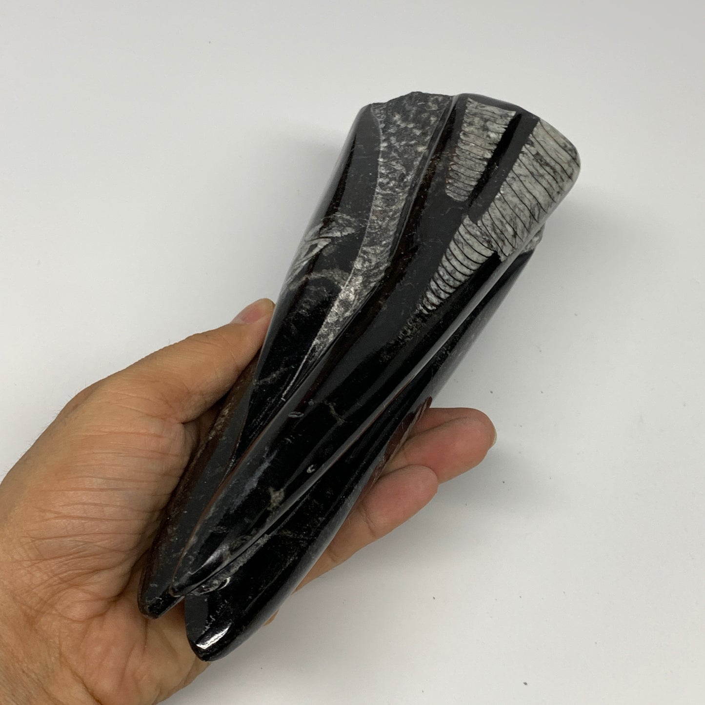 1050g, 7.8"x3.1"x2.5" Black Fossils Orthoceras Sculpture Tower @Morocco, B23444