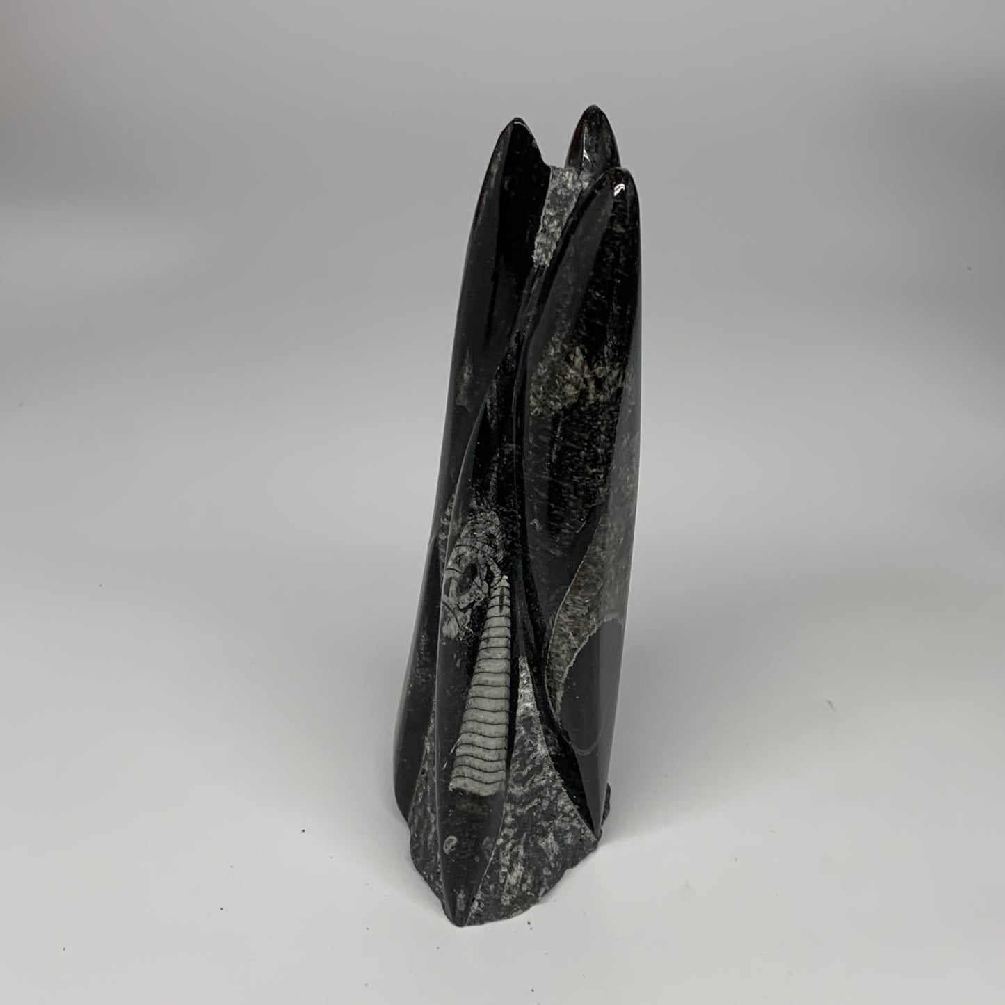 1050g, 7.8"x3.1"x2.5" Black Fossils Orthoceras Sculpture Tower @Morocco, B23444