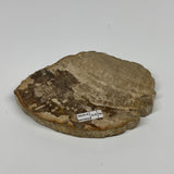 390g,5.7"x4.2"x0.7" Petrified Wood Slab Tree Branch Specimen, Minerals, B22686
