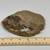 390g,5.7"x4.2"x0.7" Petrified Wood Slab Tree Branch Specimen, Minerals, B22686