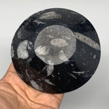 970g, 4pcs, 4.3" Small Fossils Ammonite Orthoceras Bowl Round Shape, B8864