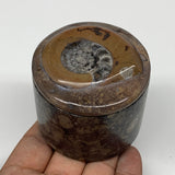 223.1g, 2.2"x2.4" Brown Fossils Ammonite Orthoceras Jewelry Box @Morocco,F2459