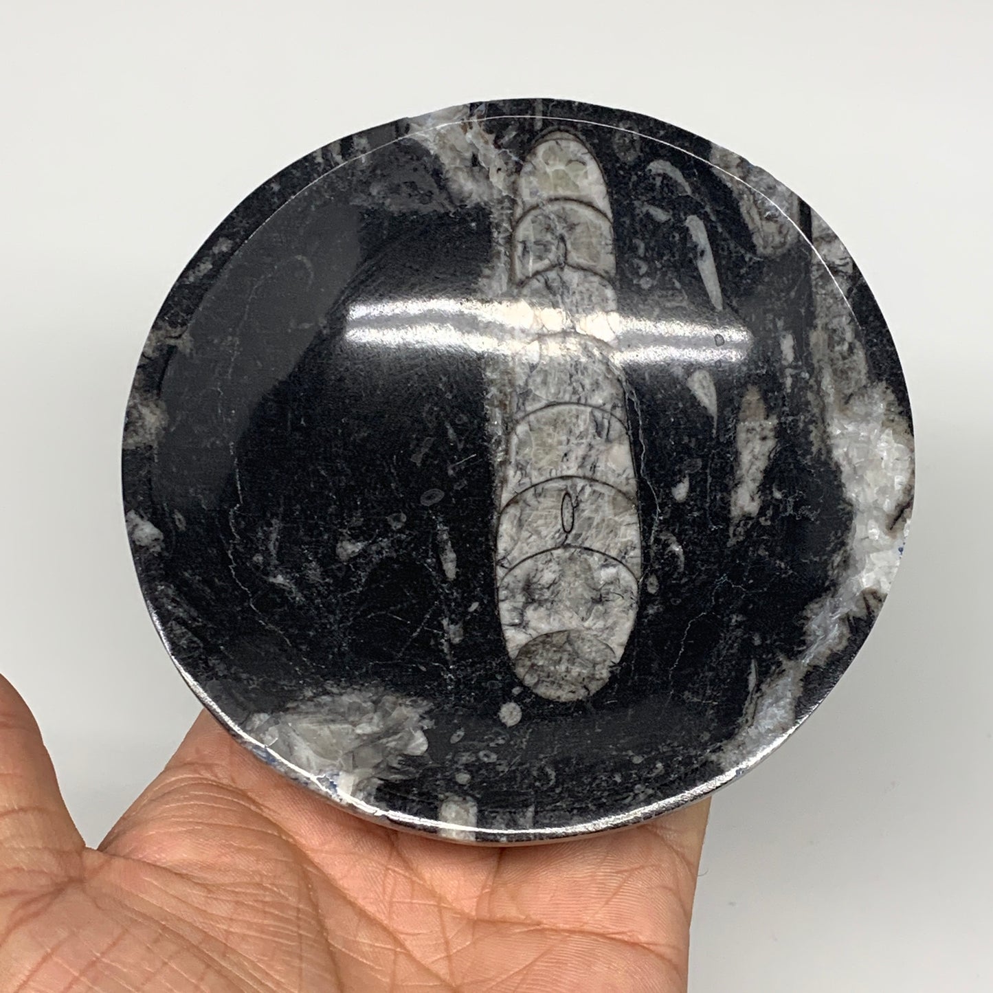 836g, 4pcs, 4.3" Small Fossils Ammonite Orthoceras Bowl Round Shape, B8868