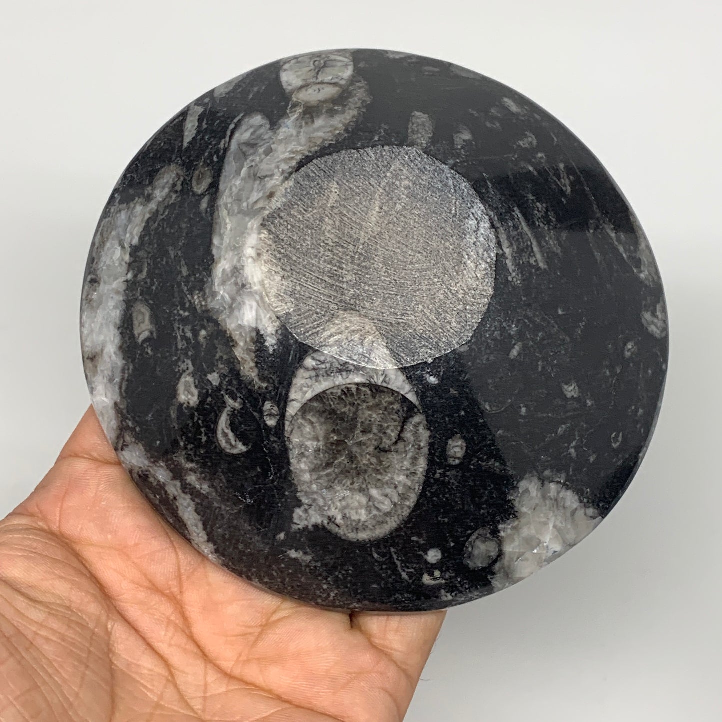 836g, 4pcs, 4.3" Small Fossils Ammonite Orthoceras Bowl Round Shape, B8868