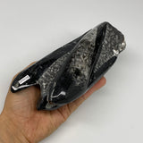 1240g, 7.2"x3.4"x2.4" Black Fossils Orthoceras Sculpture Tower @Morocco, B23445