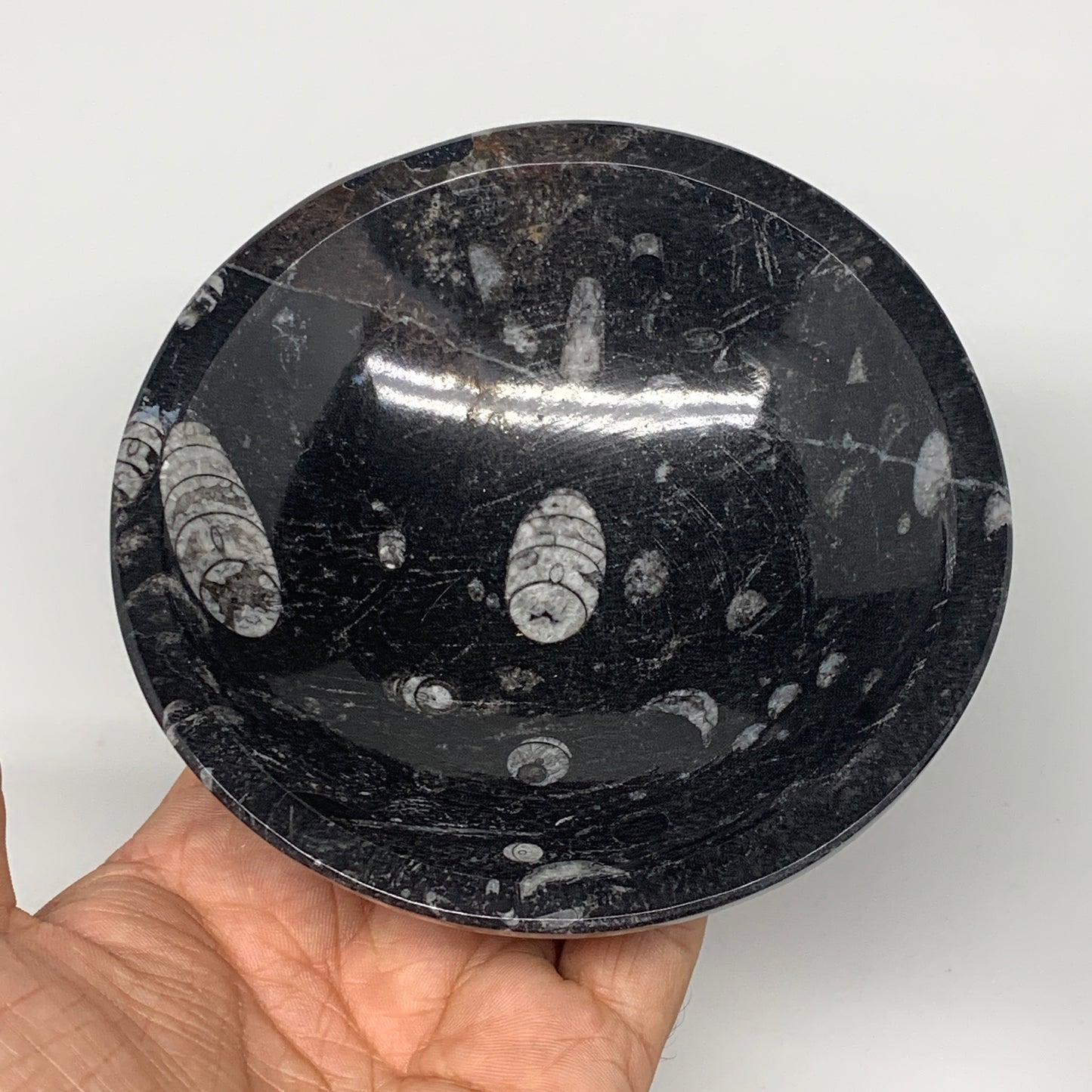 836g, 4pcs, 4.3" Small Fossils Ammonite Orthoceras Bowl Round Shape, B8868