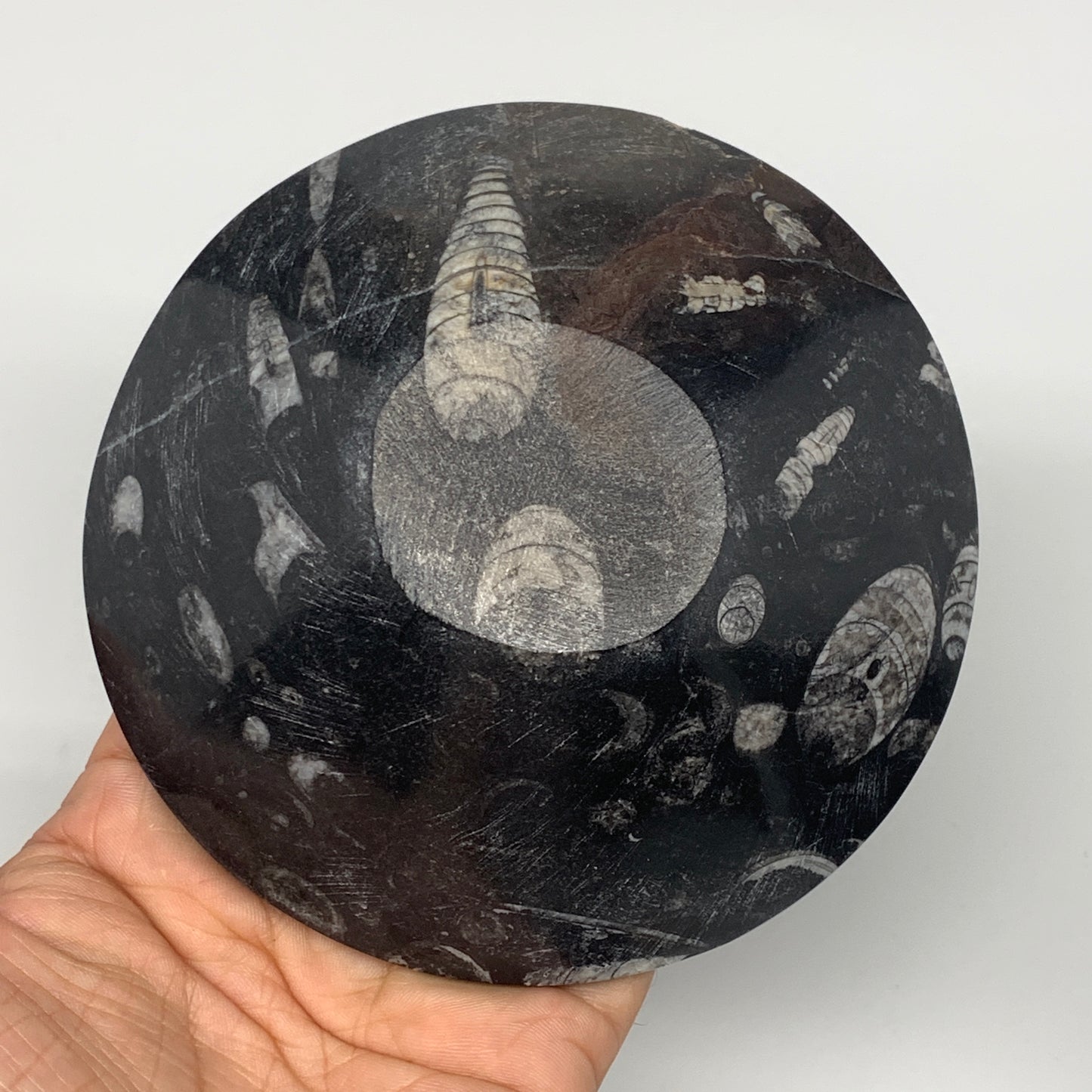 836g, 4pcs, 4.3" Small Fossils Ammonite Orthoceras Bowl Round Shape, B8868