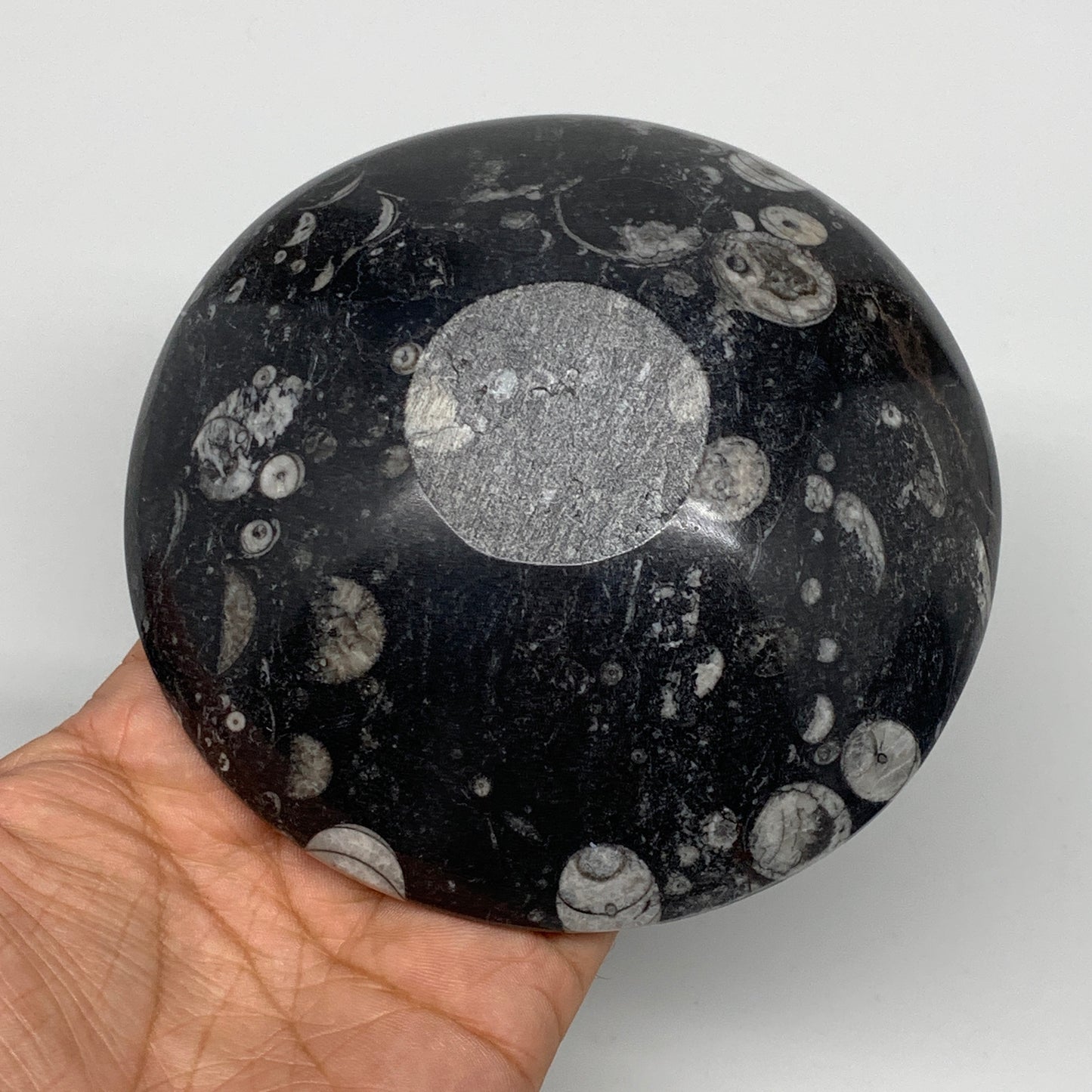 902g, 4pcs, 4.3" Small Fossils Ammonite Orthoceras Bowl Round Shape, B8870