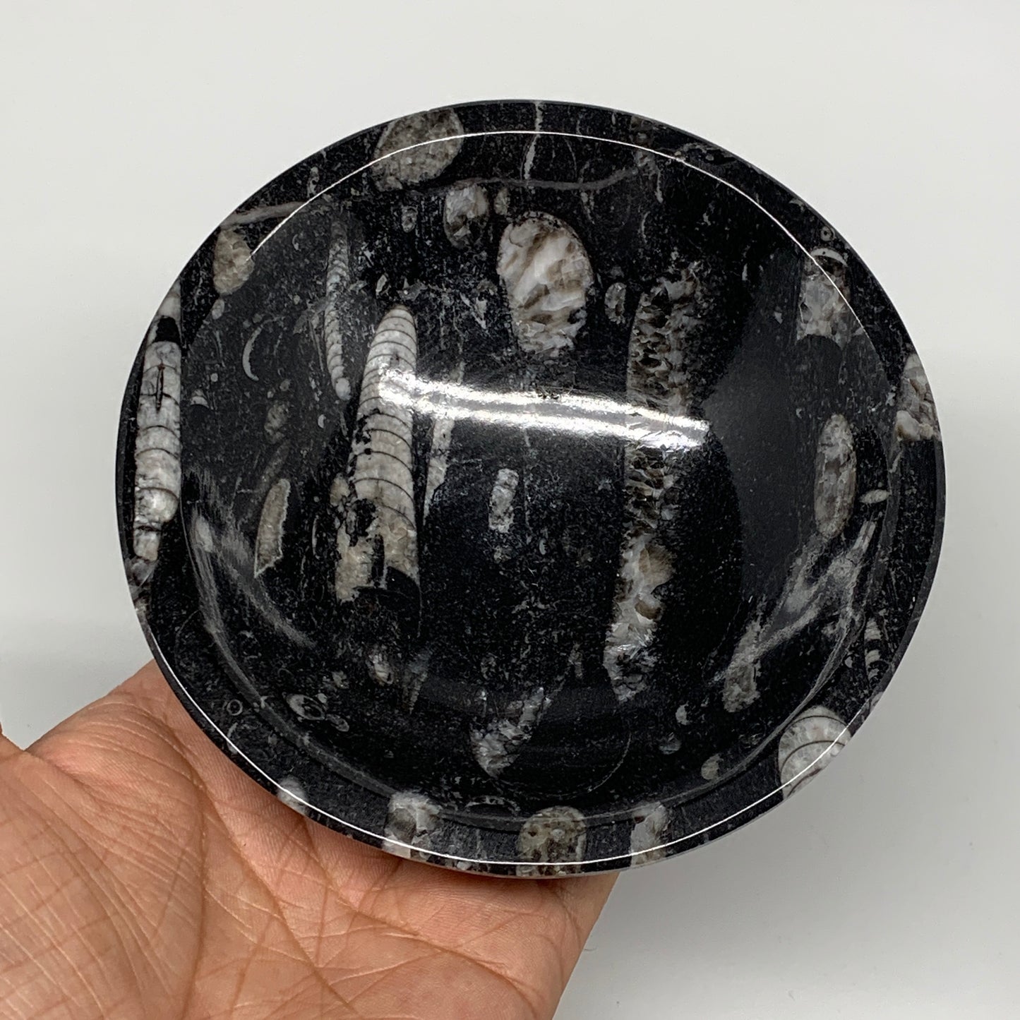 902g, 4pcs, 4.3" Small Fossils Ammonite Orthoceras Bowl Round Shape, B8870