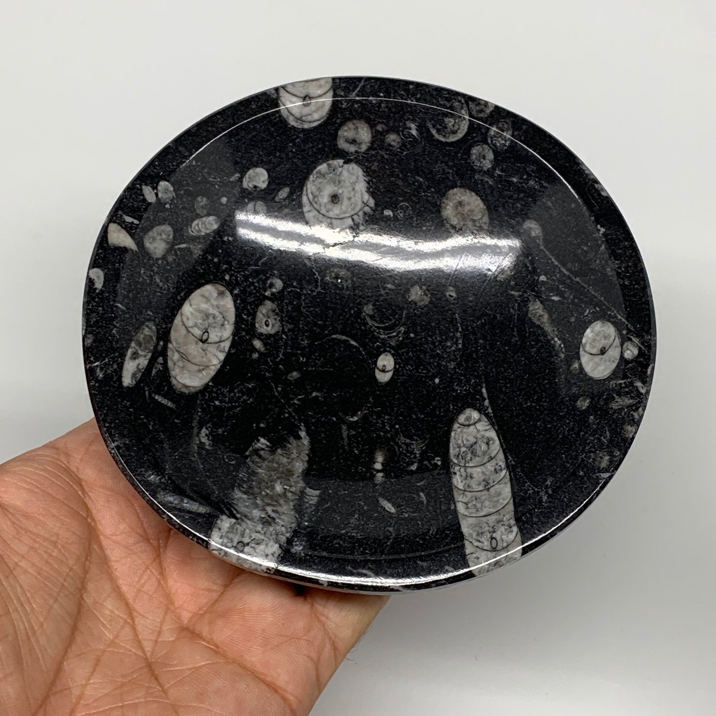 902g, 4pcs, 4.3" Small Fossils Ammonite Orthoceras Bowl Round Shape, B8870