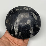 902g, 4pcs, 4.3" Small Fossils Ammonite Orthoceras Bowl Round Shape, B8870