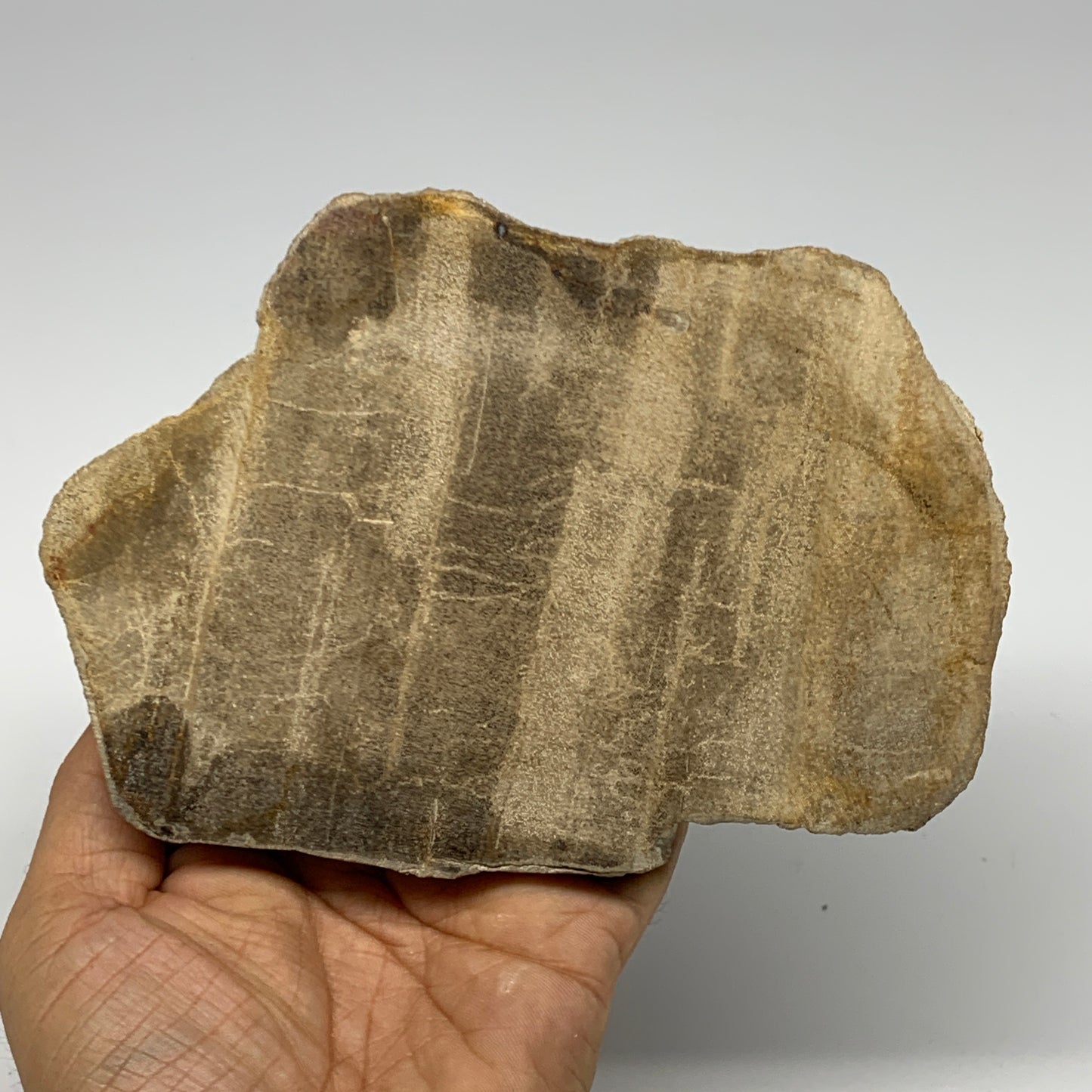 470g,6"x4.3"x0.7" Petrified Wood Slab Tree Branch Specimen, Minerals, B22695