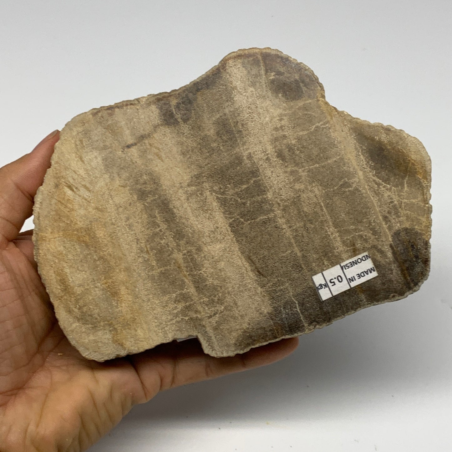 470g,6"x4.3"x0.7" Petrified Wood Slab Tree Branch Specimen, Minerals, B22695