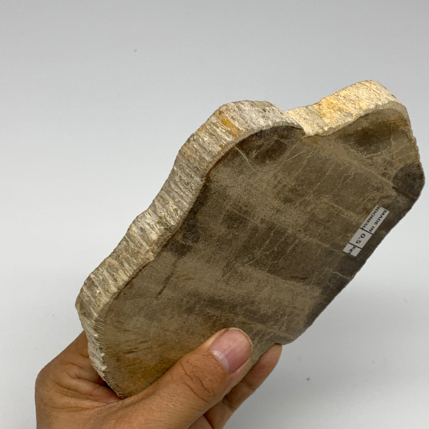 470g,6"x4.3"x0.7" Petrified Wood Slab Tree Branch Specimen, Minerals, B22695