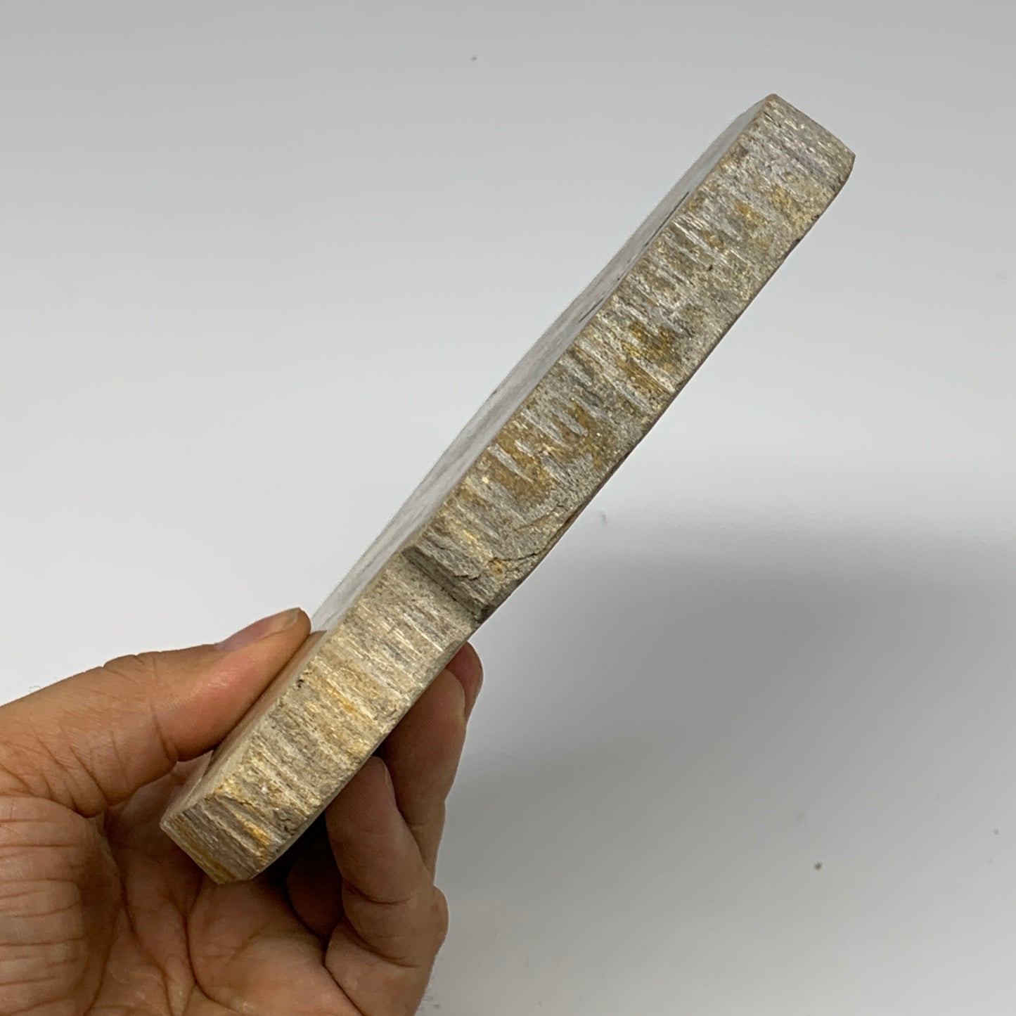 470g,6"x4.3"x0.7" Petrified Wood Slab Tree Branch Specimen, Minerals, B22695