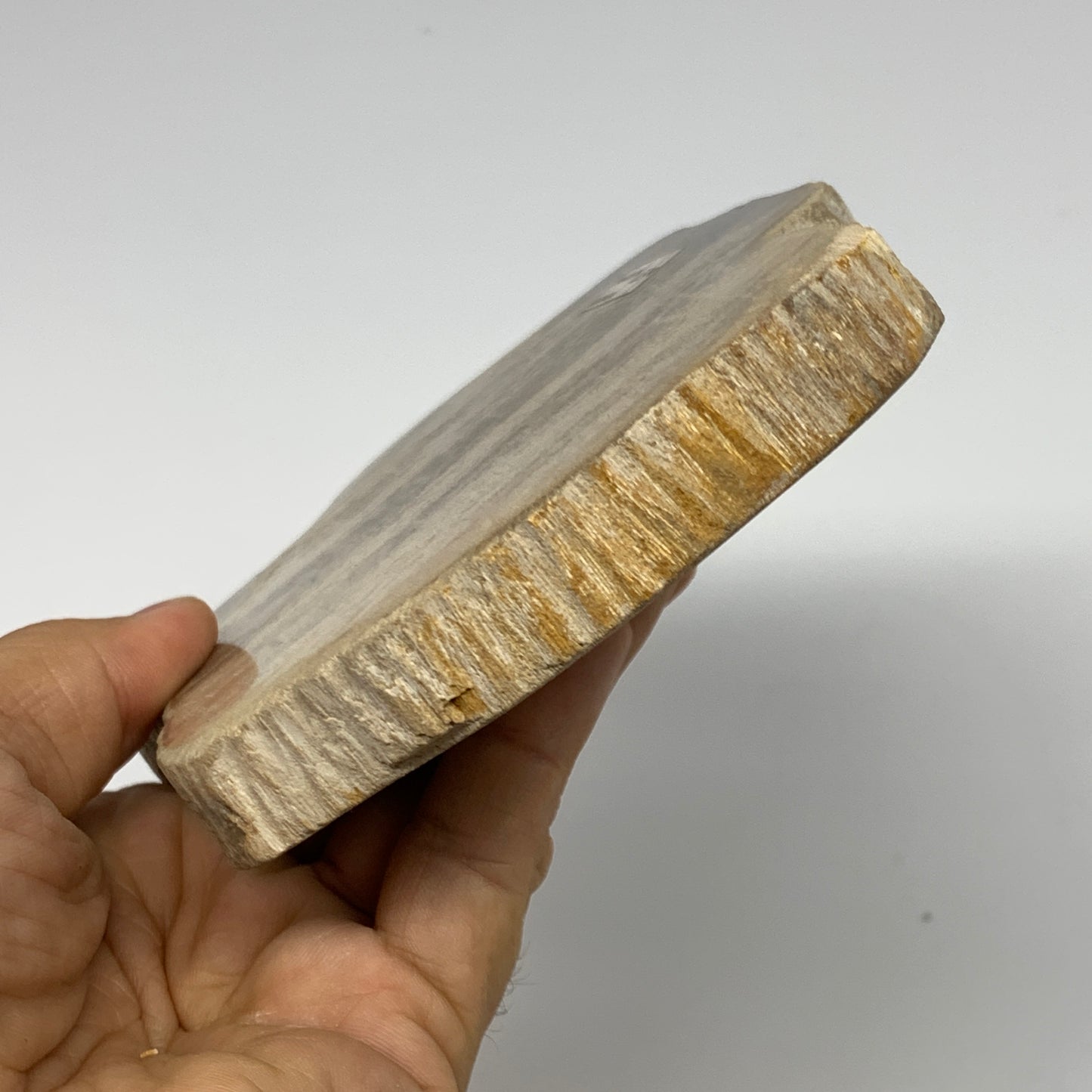 470g,6"x4.3"x0.7" Petrified Wood Slab Tree Branch Specimen, Minerals, B22695