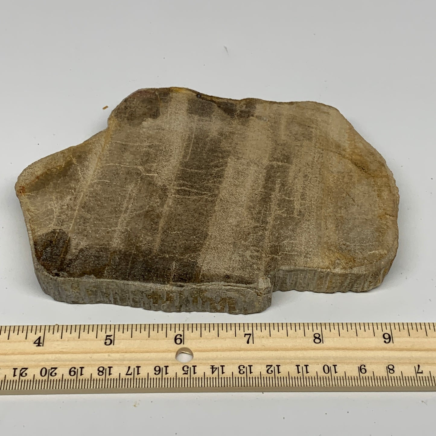 470g,6"x4.3"x0.7" Petrified Wood Slab Tree Branch Specimen, Minerals, B22695