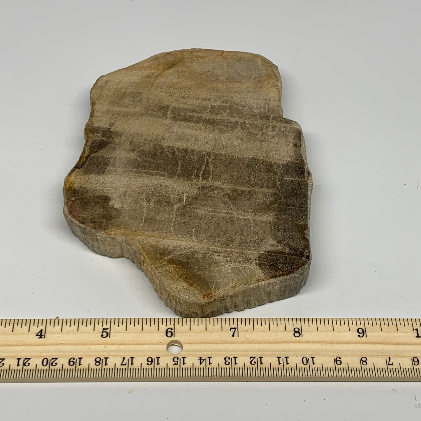 470g,6"x4.3"x0.7" Petrified Wood Slab Tree Branch Specimen, Minerals, B22695