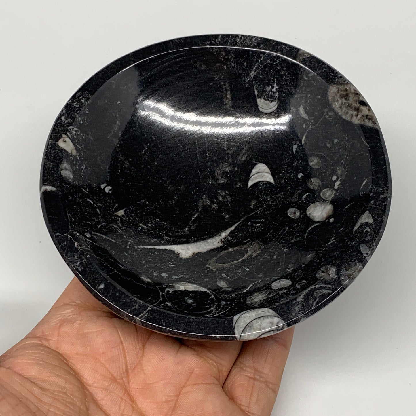 834g, 4pcs, 4.3" Small Fossils Ammonite Orthoceras Bowl Round Shape, B8874