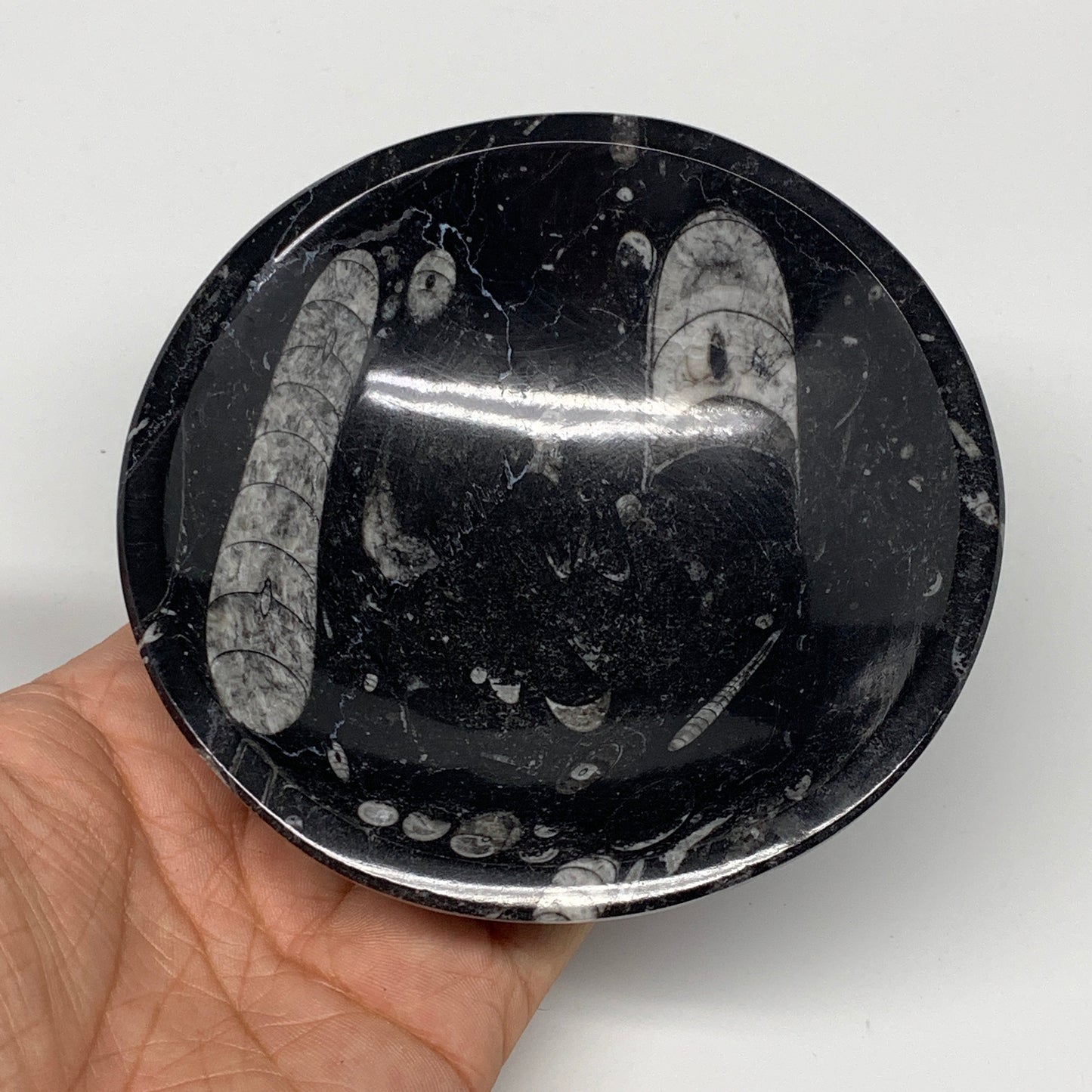 834g, 4pcs, 4.3" Small Fossils Ammonite Orthoceras Bowl Round Shape, B8874