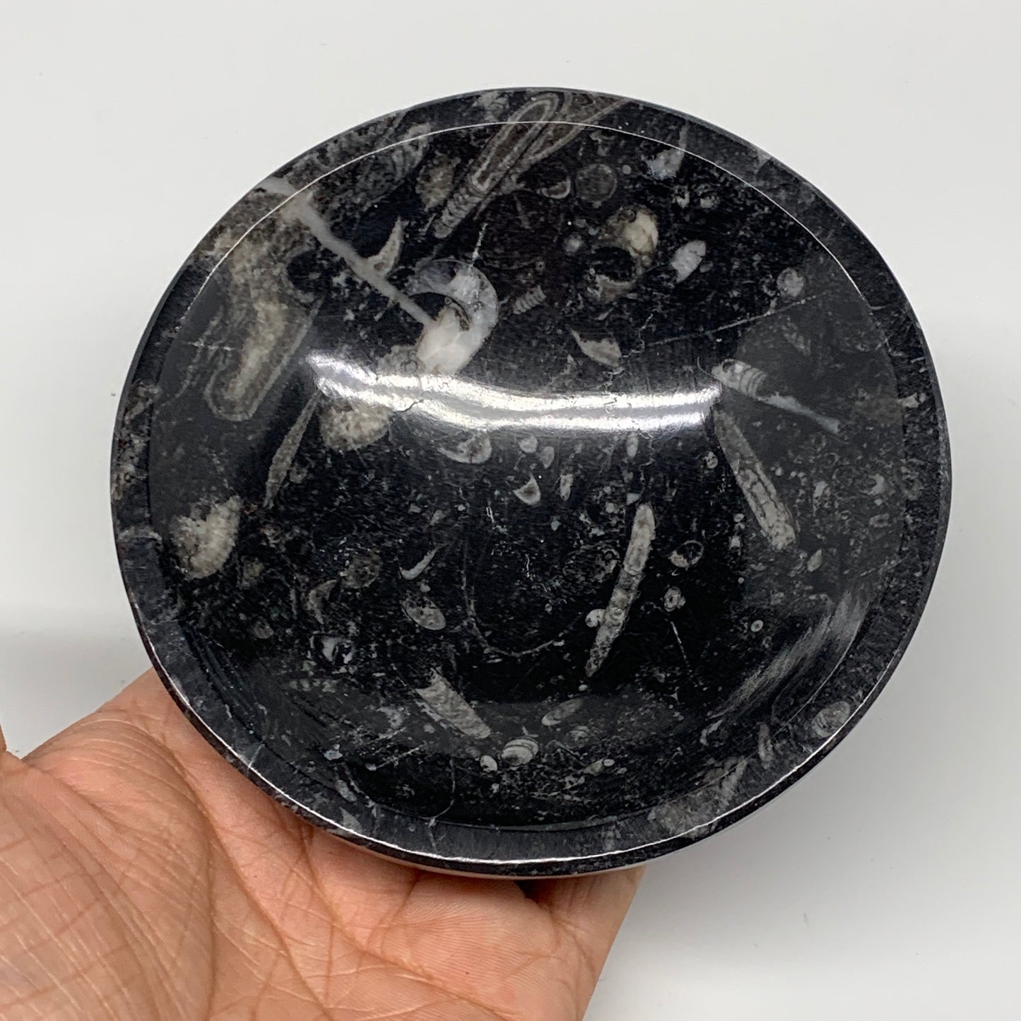 834g, 4pcs, 4.3" Small Fossils Ammonite Orthoceras Bowl Round Shape, B8874