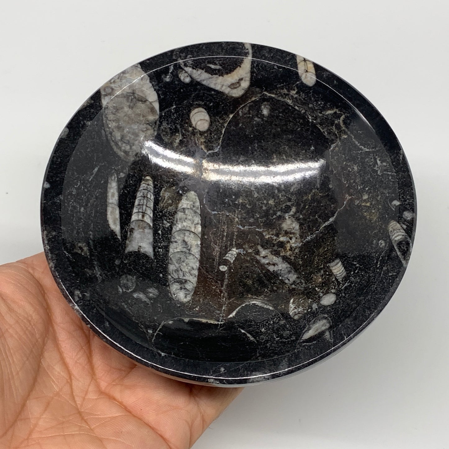 834g, 4pcs, 4.3" Small Fossils Ammonite Orthoceras Bowl Round Shape, B8874