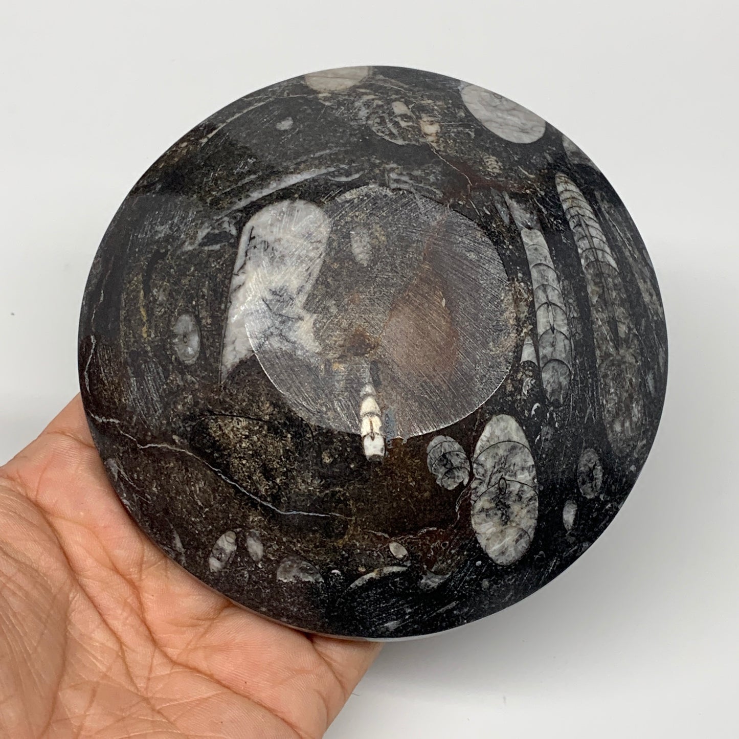 834g, 4pcs, 4.3" Small Fossils Ammonite Orthoceras Bowl Round Shape, B8874