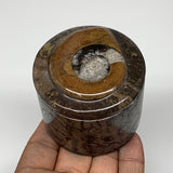 223g, 2.2"x2.4" Brown Fossils Ammonite Jewelry Box from Morocco, F2472