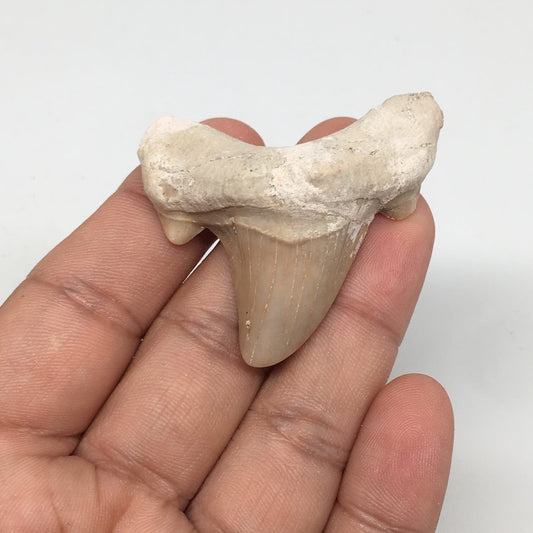 16.7g, 1.9"X 1.9"x 0.5" Natural Fossils Fish Shark Tooth @Morocco,MF2668