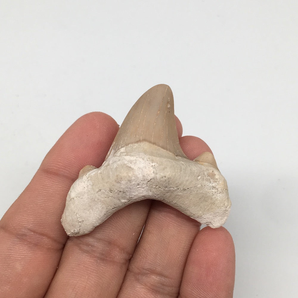 16.7g, 1.9"X 1.9"x 0.5" Natural Fossils Fish Shark Tooth @Morocco,MF2668