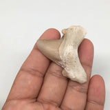 16.7g, 1.9"X 1.9"x 0.5" Natural Fossils Fish Shark Tooth @Morocco,MF2668