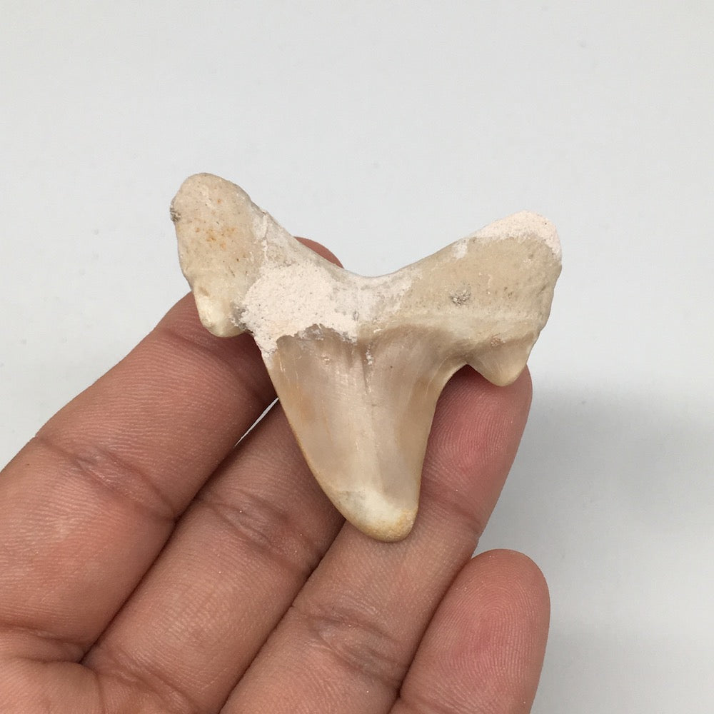 16.7g, 1.9"X 1.9"x 0.5" Natural Fossils Fish Shark Tooth @Morocco,MF2668