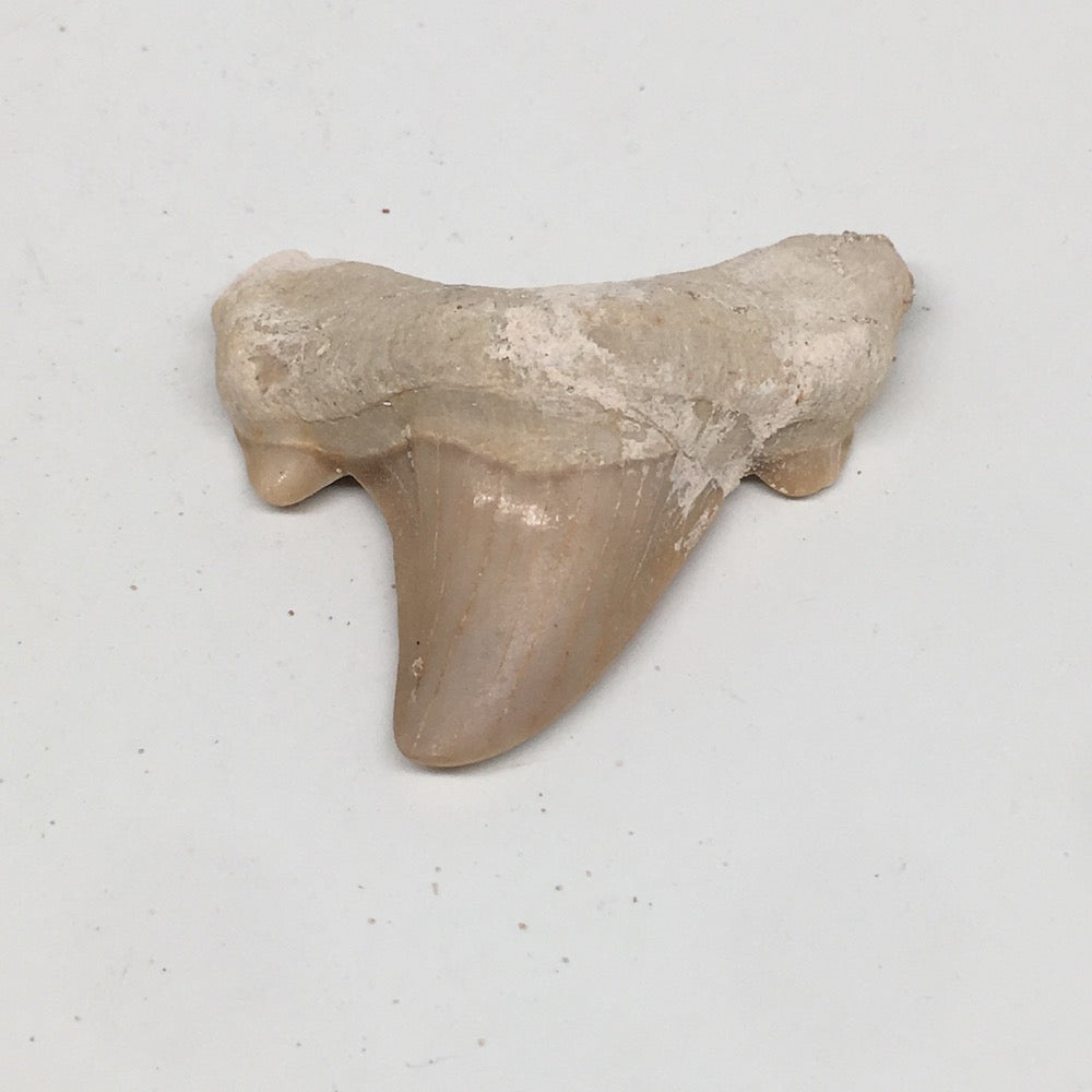 16.7g, 1.9"X 1.9"x 0.5" Natural Fossils Fish Shark Tooth @Morocco,MF2668