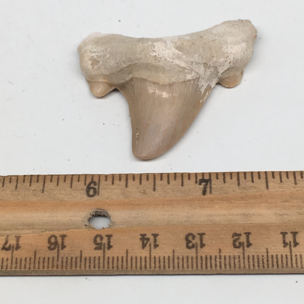 16.7g, 1.9"X 1.9"x 0.5" Natural Fossils Fish Shark Tooth @Morocco,MF2668