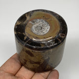 242g, 2.3"x2.4" Brown Fossils Ammonite Jewelry Box from Morocco, F2485