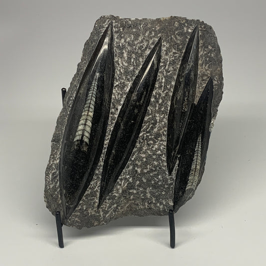 1210g,8.5"x5.6"x1.4" Fossils Orthoceras Plate Plaque SQUID, Home Decor, B23477