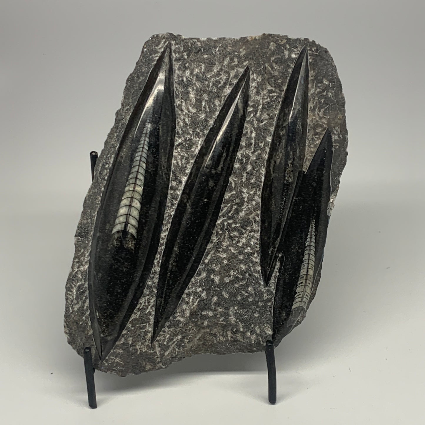 1210g,8.5"x5.6"x1.4" Fossils Orthoceras Plate Plaque SQUID, Home Decor, B23477