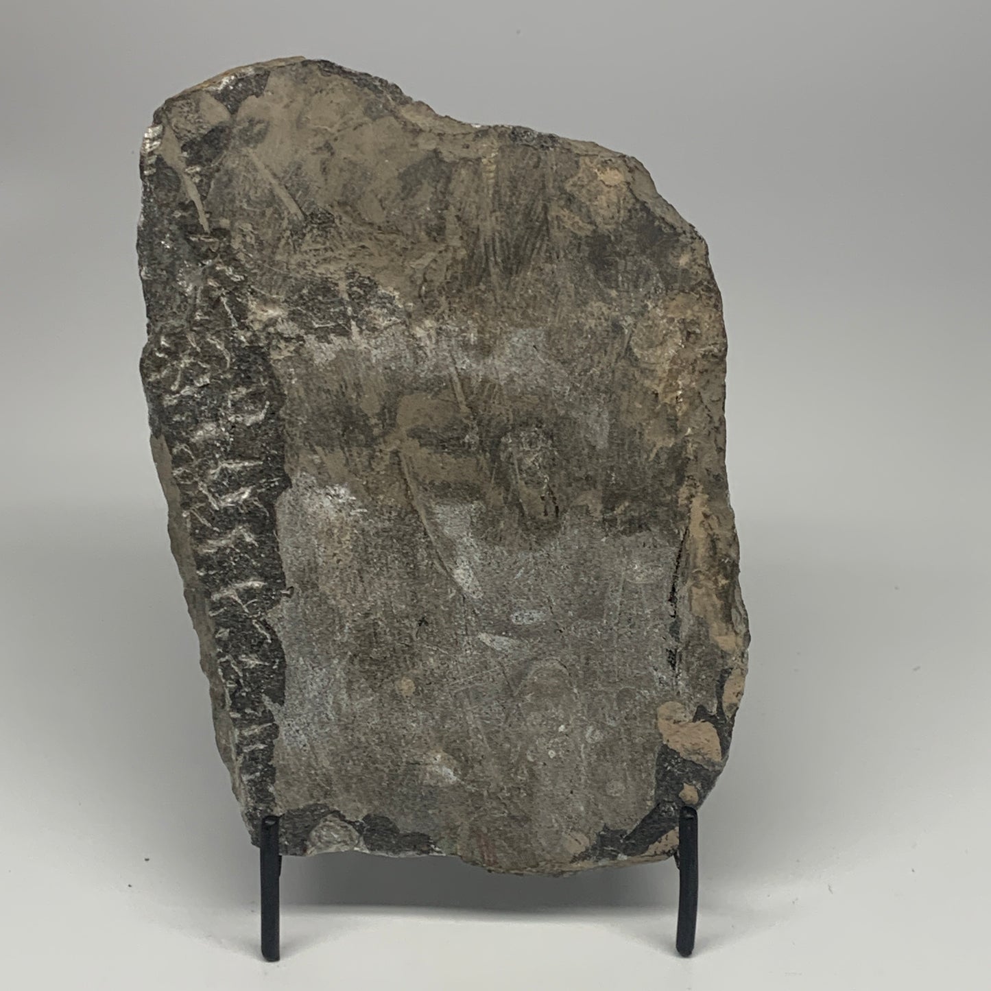 1210g,8.5"x5.6"x1.4" Fossils Orthoceras Plate Plaque SQUID, Home Decor, B23477