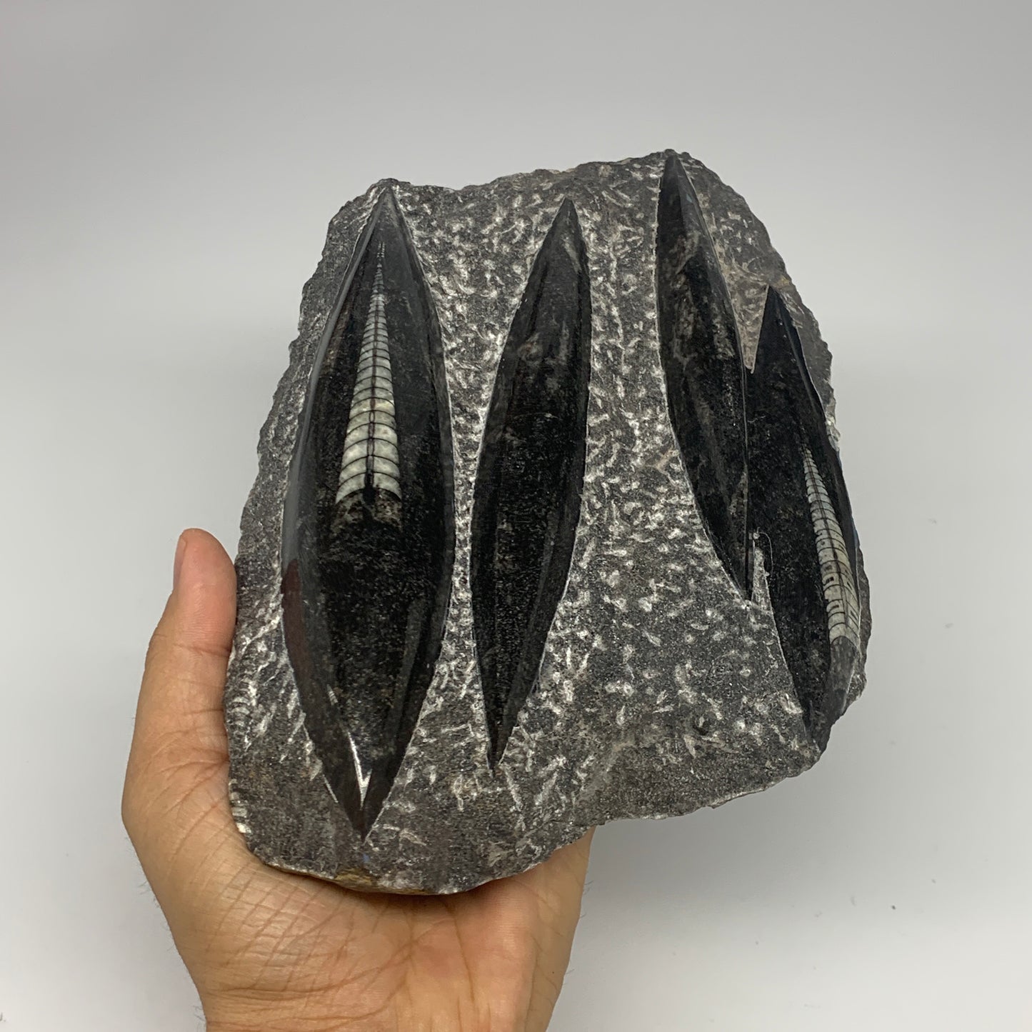 1210g,8.5"x5.6"x1.4" Fossils Orthoceras Plate Plaque SQUID, Home Decor, B23477