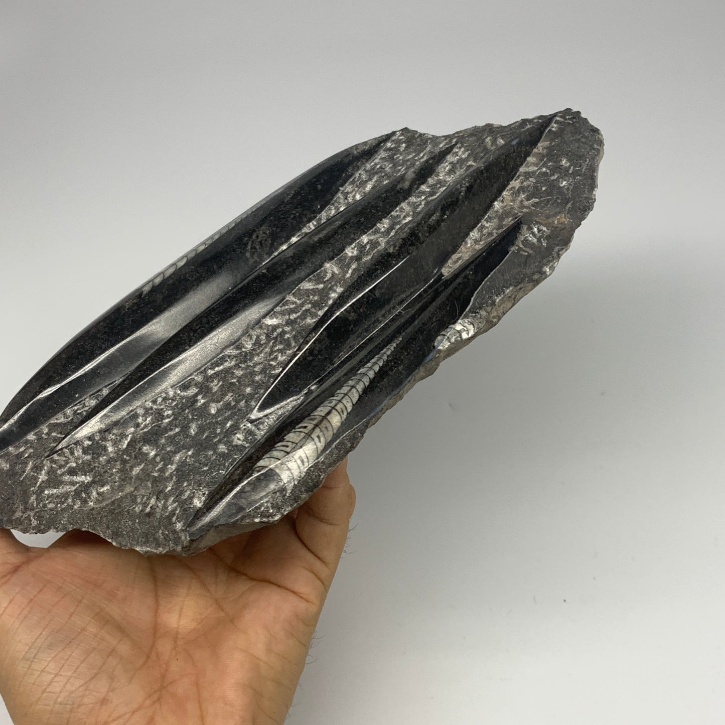 1210g,8.5"x5.6"x1.4" Fossils Orthoceras Plate Plaque SQUID, Home Decor, B23477