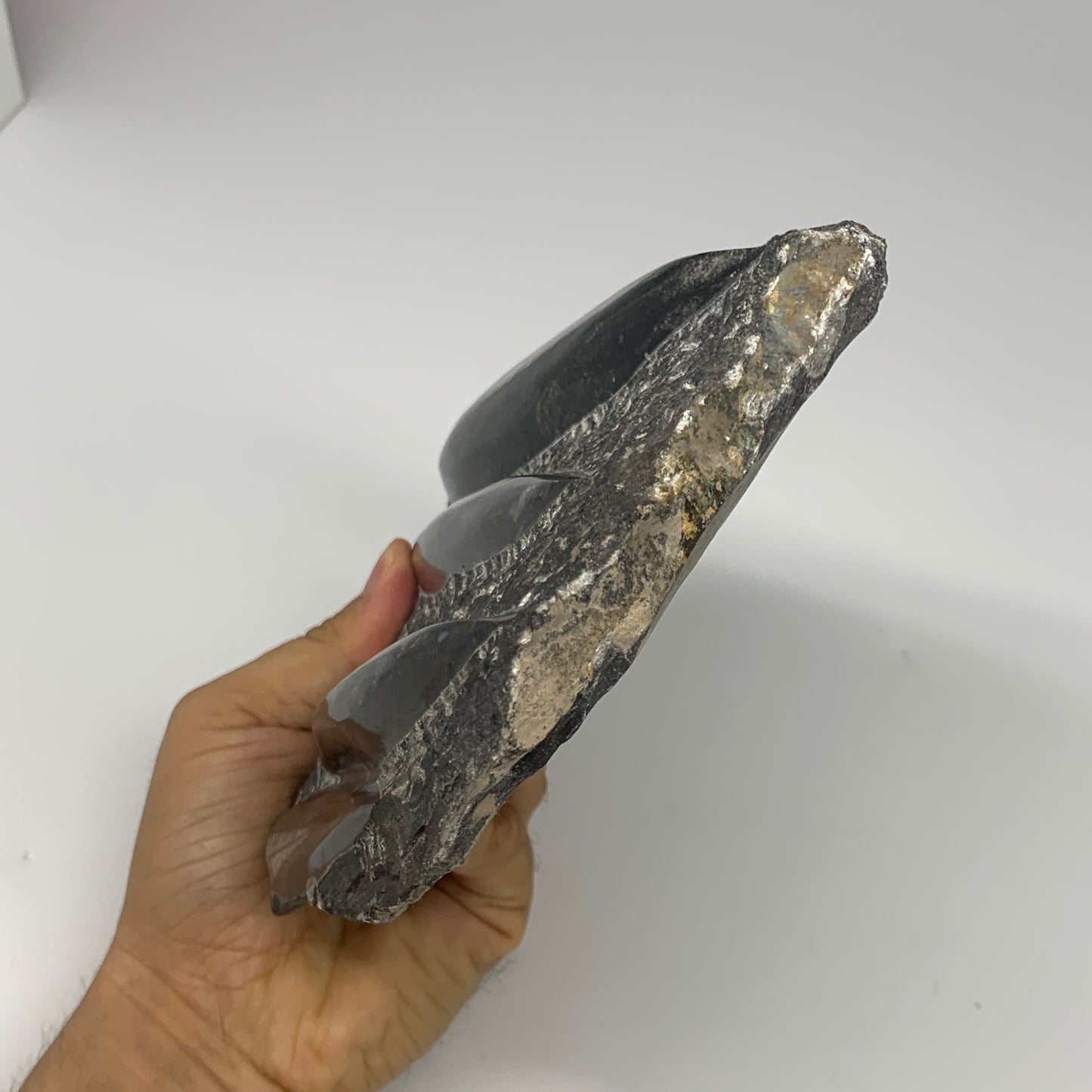 1210g,8.5"x5.6"x1.4" Fossils Orthoceras Plate Plaque SQUID, Home Decor, B23477