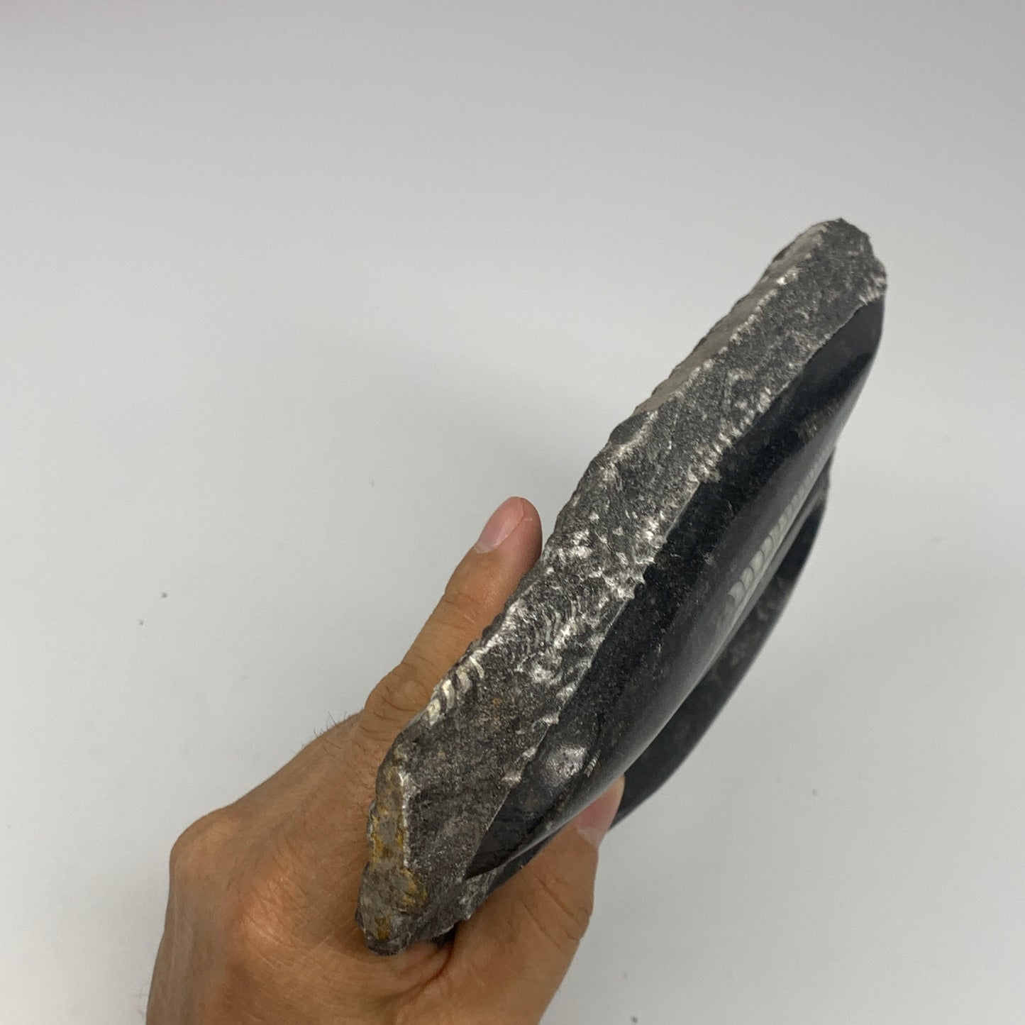 1210g,8.5"x5.6"x1.4" Fossils Orthoceras Plate Plaque SQUID, Home Decor, B23477